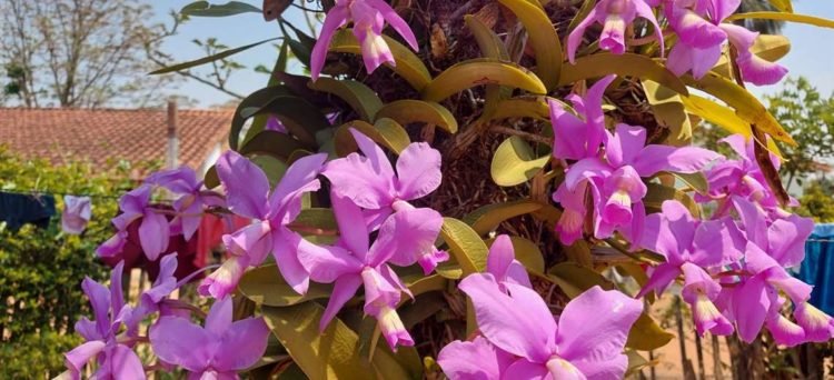 Festival de la Orquídea vuelve en Concepción