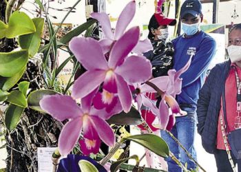 Festival de Orquídeas atrae visitantes de varias regiones del país