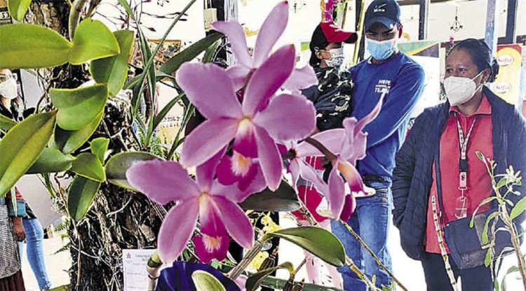 Festival de Orquídeas atrae visitantes de varias regiones del país