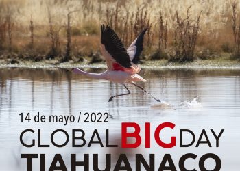 Tiahuanaco se alista para la competencia de observación de aves más grande del mundo el “Global Big Day”