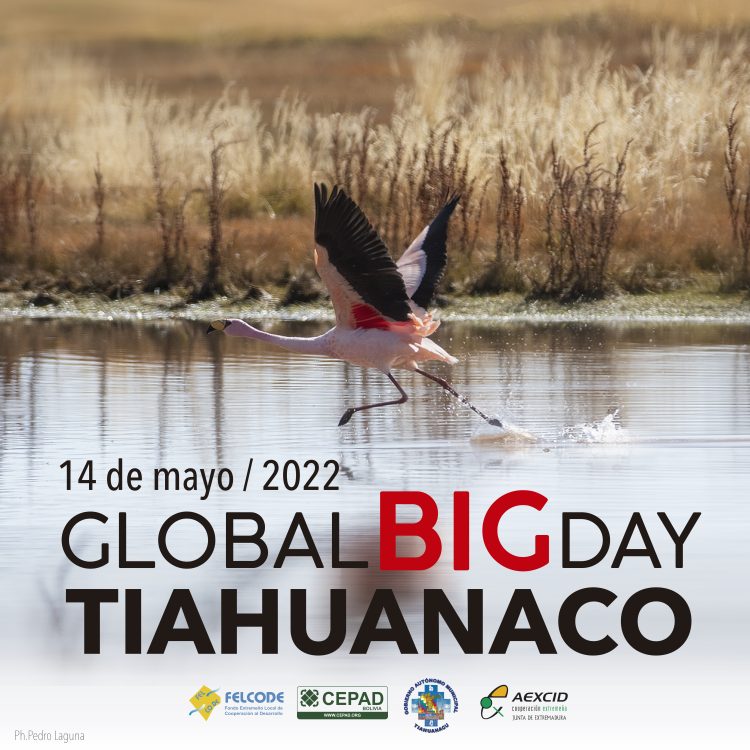 Tiahuanaco se alista para la competencia de observación de aves más grande del mundo el “Global Big Day”