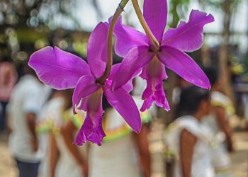 Concepción prepara su 1er Encuentro Eco-cultural 2022