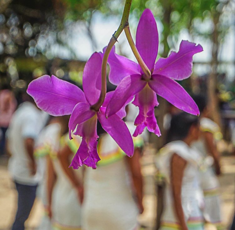 Concepción prepara su 1er Encuentro Eco-cultural 2022