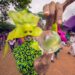 Se viene la vigésima segunda versión del Festival de la Orquídea de Concepción