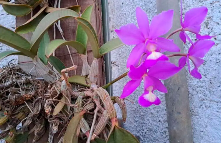 Las orquídeas florecen en octubre con un festival en Concepción