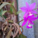 Las orquídeas florecen en octubre con un festival en Concepción