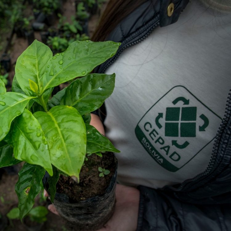 Fortaleciendo la producción de café en San Ignacio de Velasco