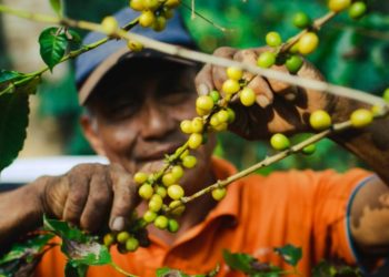 Sostenibilidad en acción: Apoyo técnico e innovación para caficultores