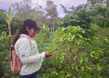 El café chiquitano se fortalece desde la raíz