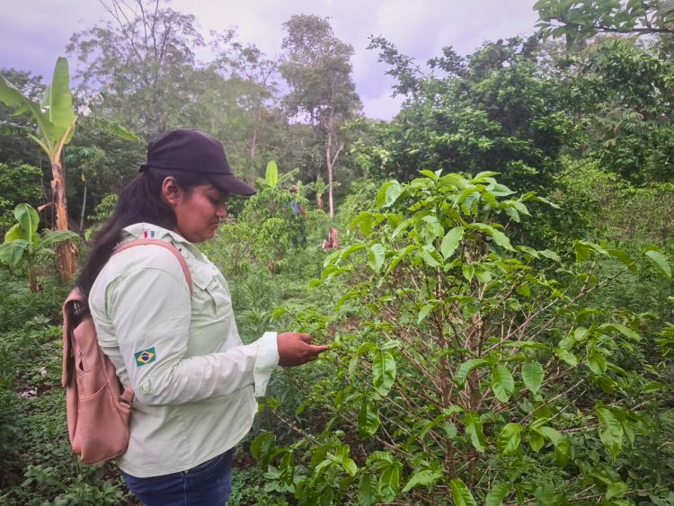 El café chiquitano se fortalece desde la raíz