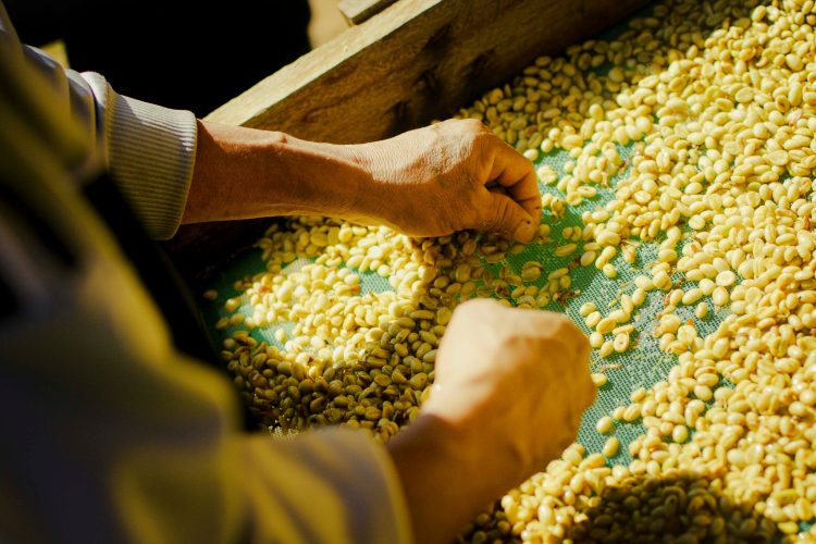 Una Celebración del Café Chiquitano