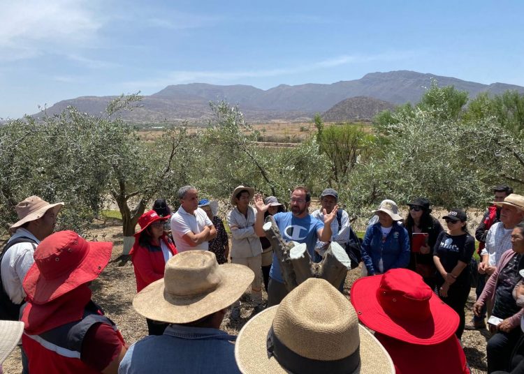 Tarija recibe por tercer año asesoramiento técnico para el sector olivícola