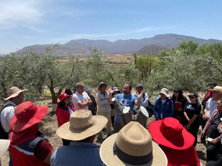 Tarija recibe por tercer año asesoramiento técnico para el sector olivícola