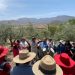 Tarija recibe por tercer año asesoramiento técnico para el sector olivícola