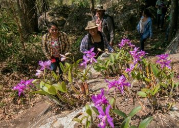 Orquídeas nativas: naturaleza que atrae turismo