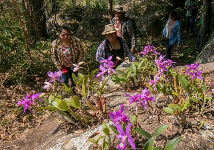 Orquídeas nativas: naturaleza que atrae turismo