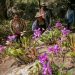 Orquídeas nativas: naturaleza que atrae turismo
